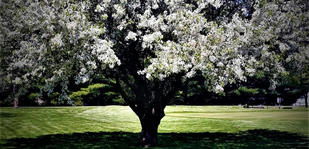 Beauty in the Park Our colors are constantly changing